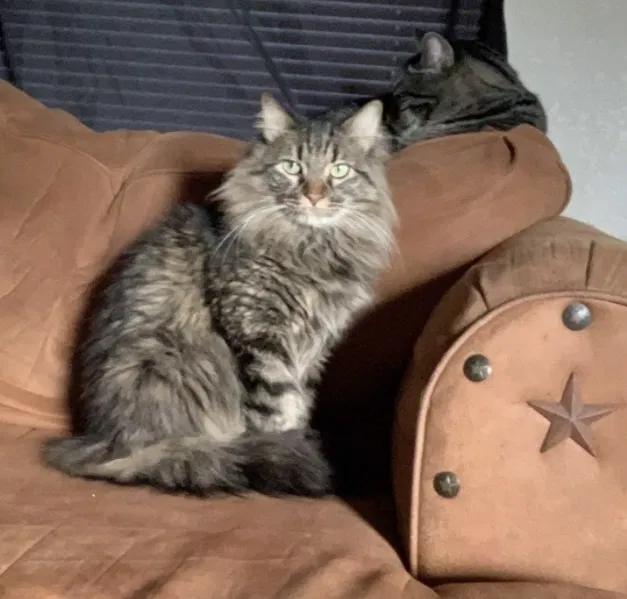 Lost cat in Waxahachie, TX, 75165