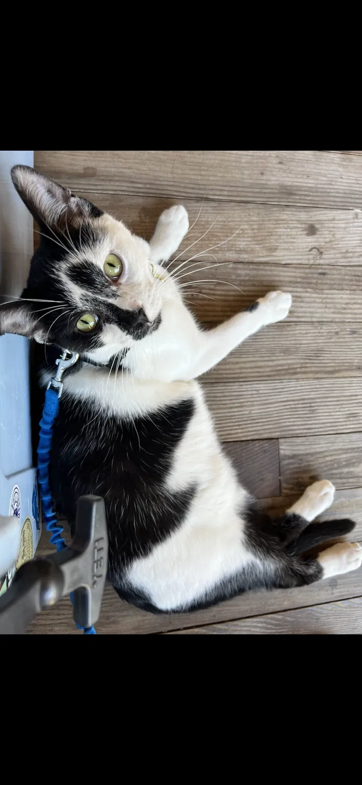 Lost cat in Taylor, MI, 48180