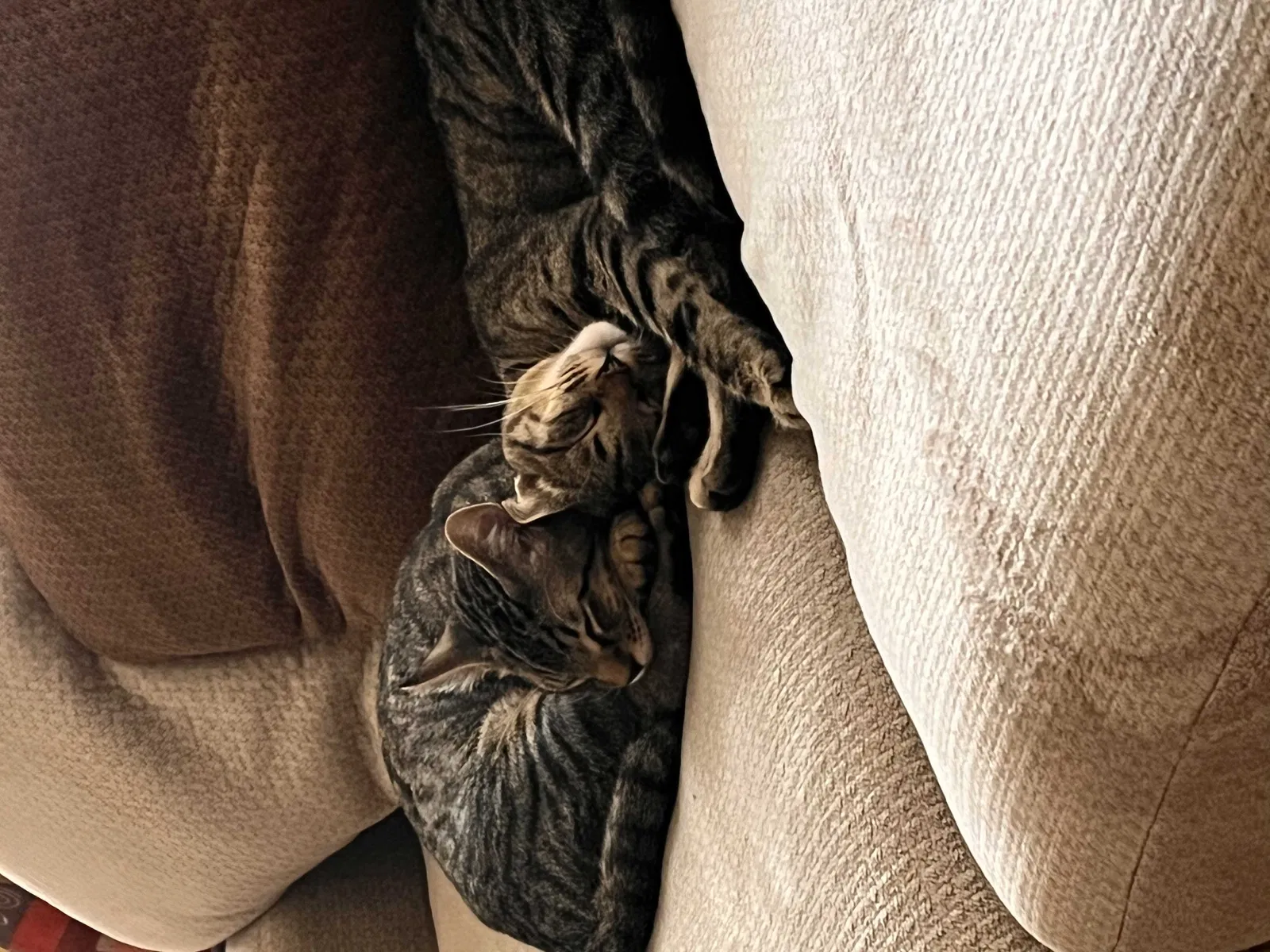 Lost cat in Oklahoma City, OK, 73127
