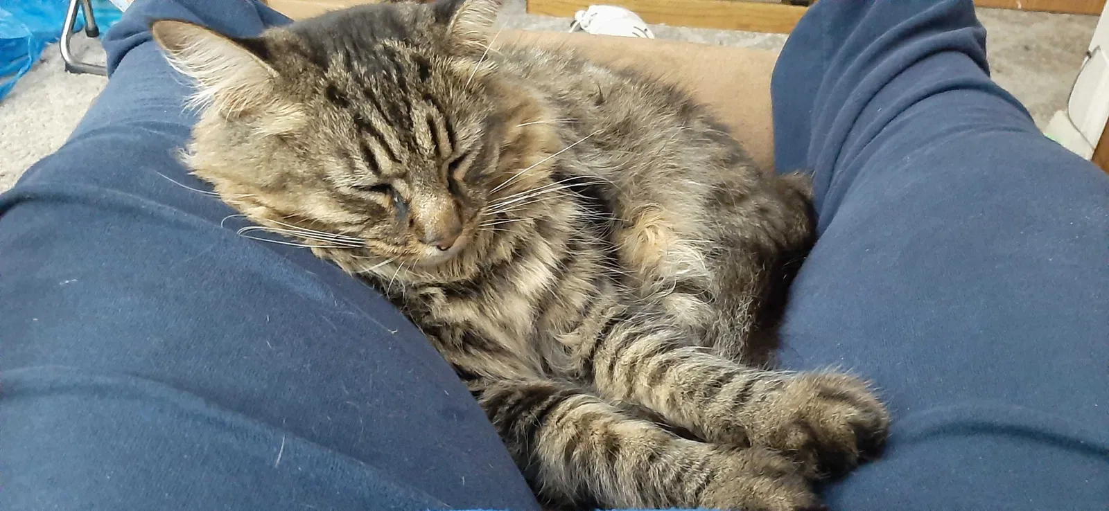 Lost cat in Fairfield, OH, 45014