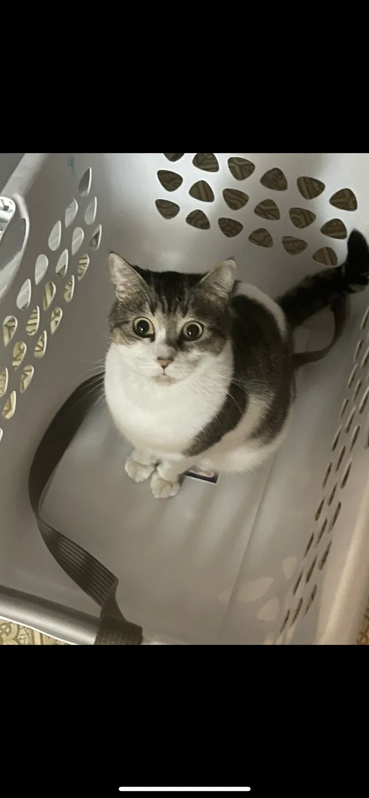 Lost cat in Port Saint Lucie, FL, 34983