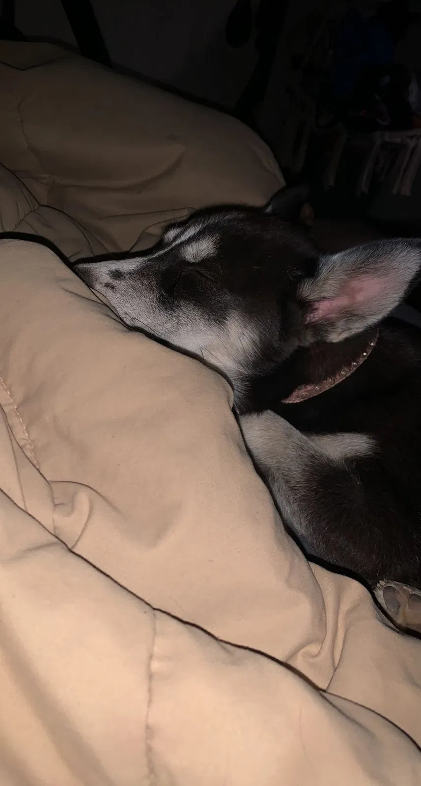 Lost dog in Phoenix, AZ, 85040