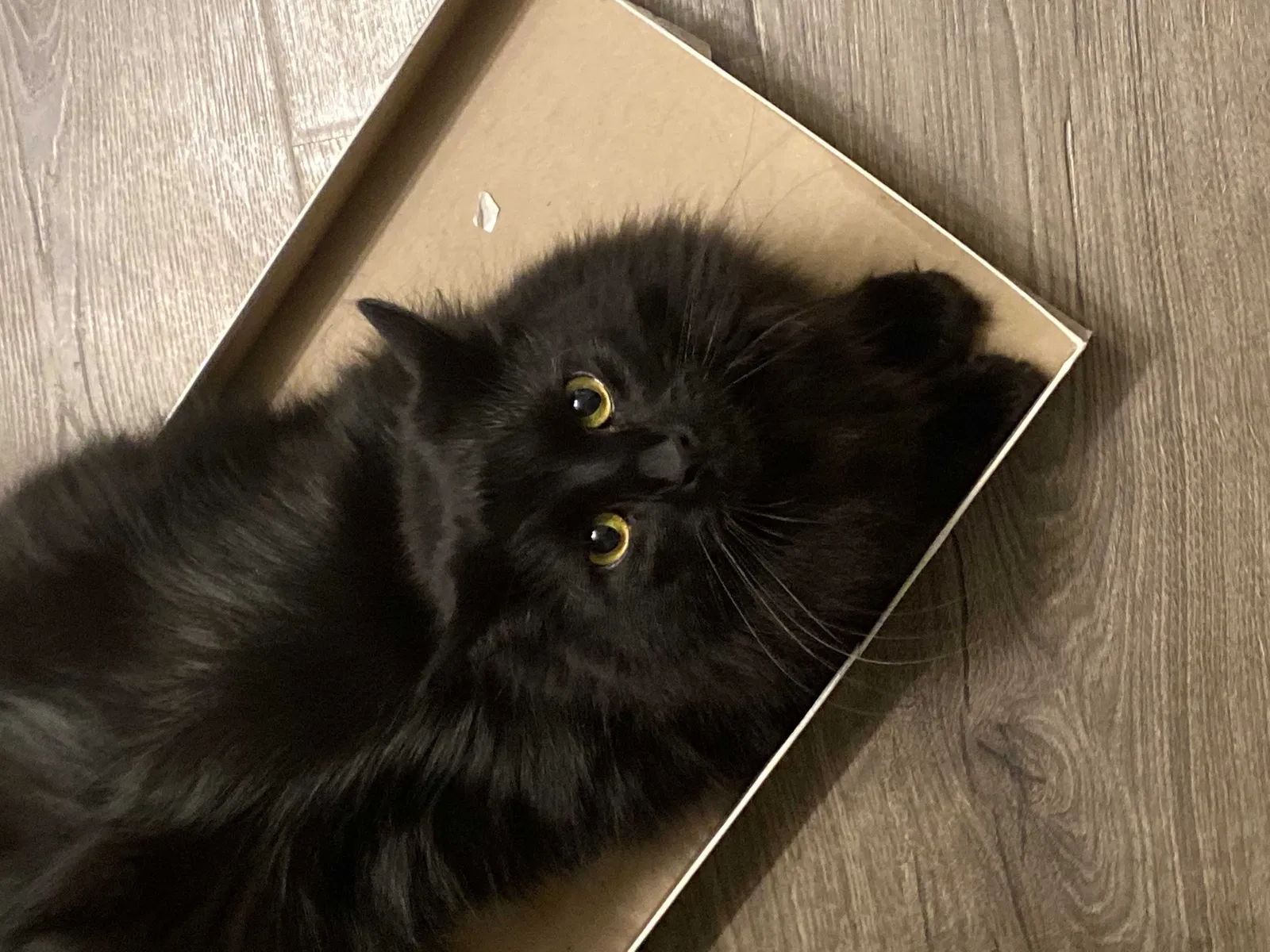 Lost cat in Denver, CO, 80234
