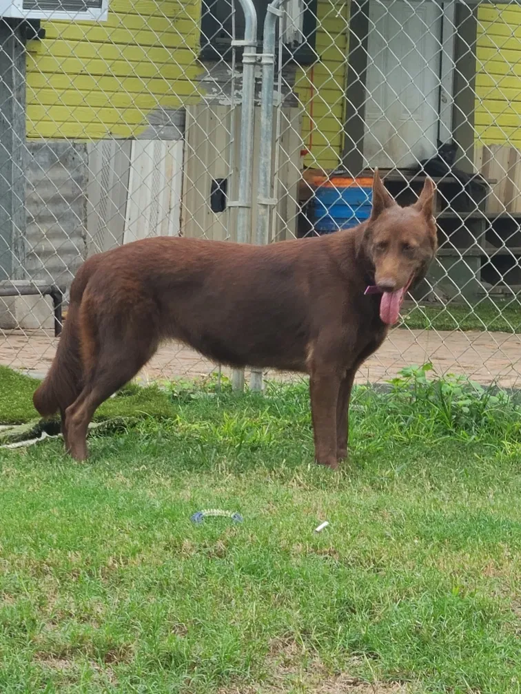 Lost dog in Paige, TX, 78659