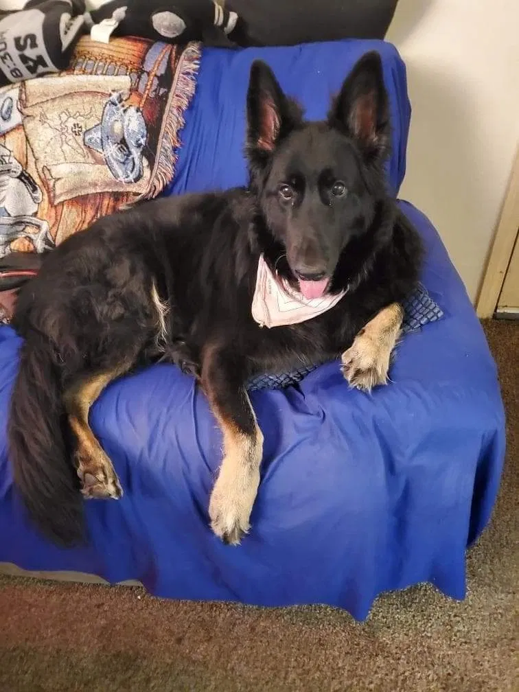 Lost dog in Las Vegas, NV, 89103