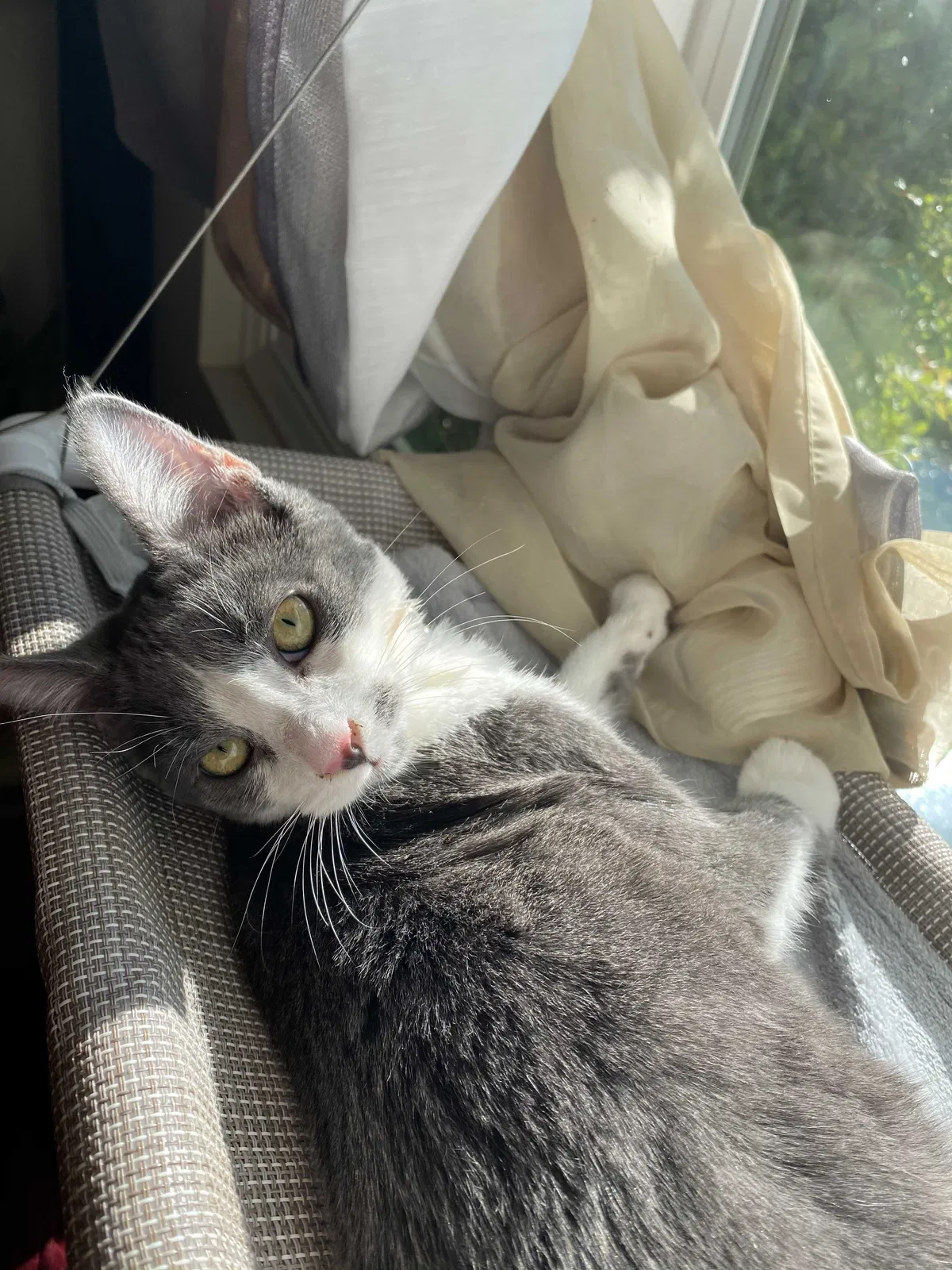 Lost cat in Granada Hills, CA, 91344
