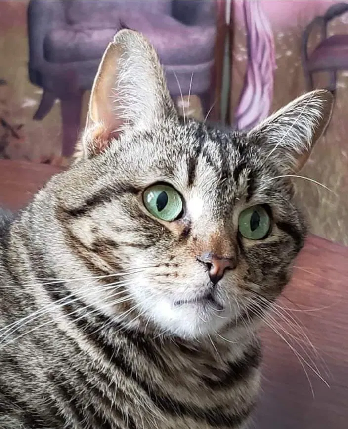 Lost cat in Cullowhee, NC, 28723