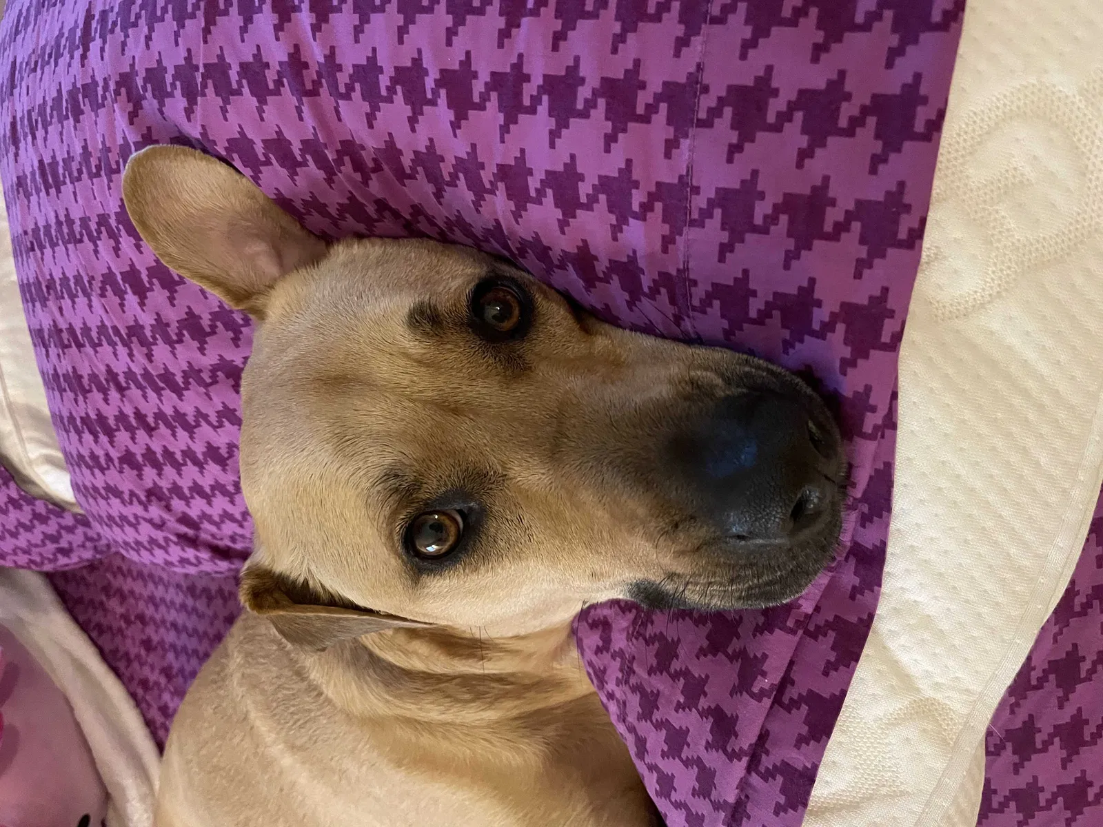 Lost dog in West Orange, NJ, 7052