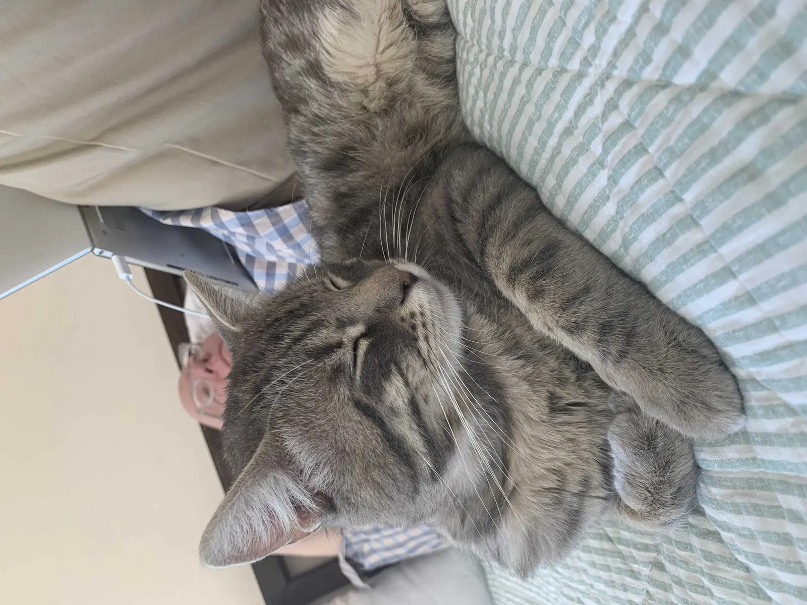 Lost cat in Rancho Palos Verdes, CA, 90275
