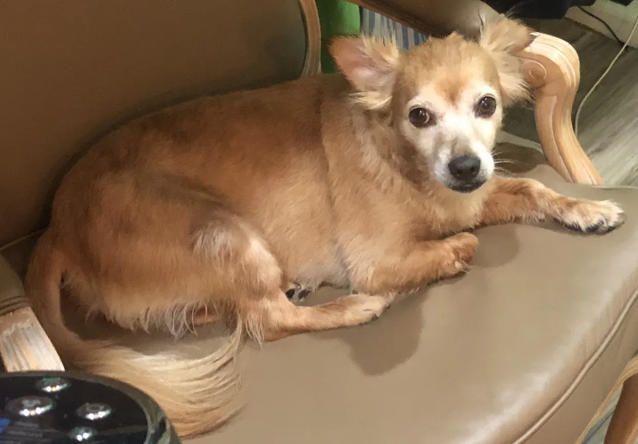 Lost dog in Fullerton, CA, 92833