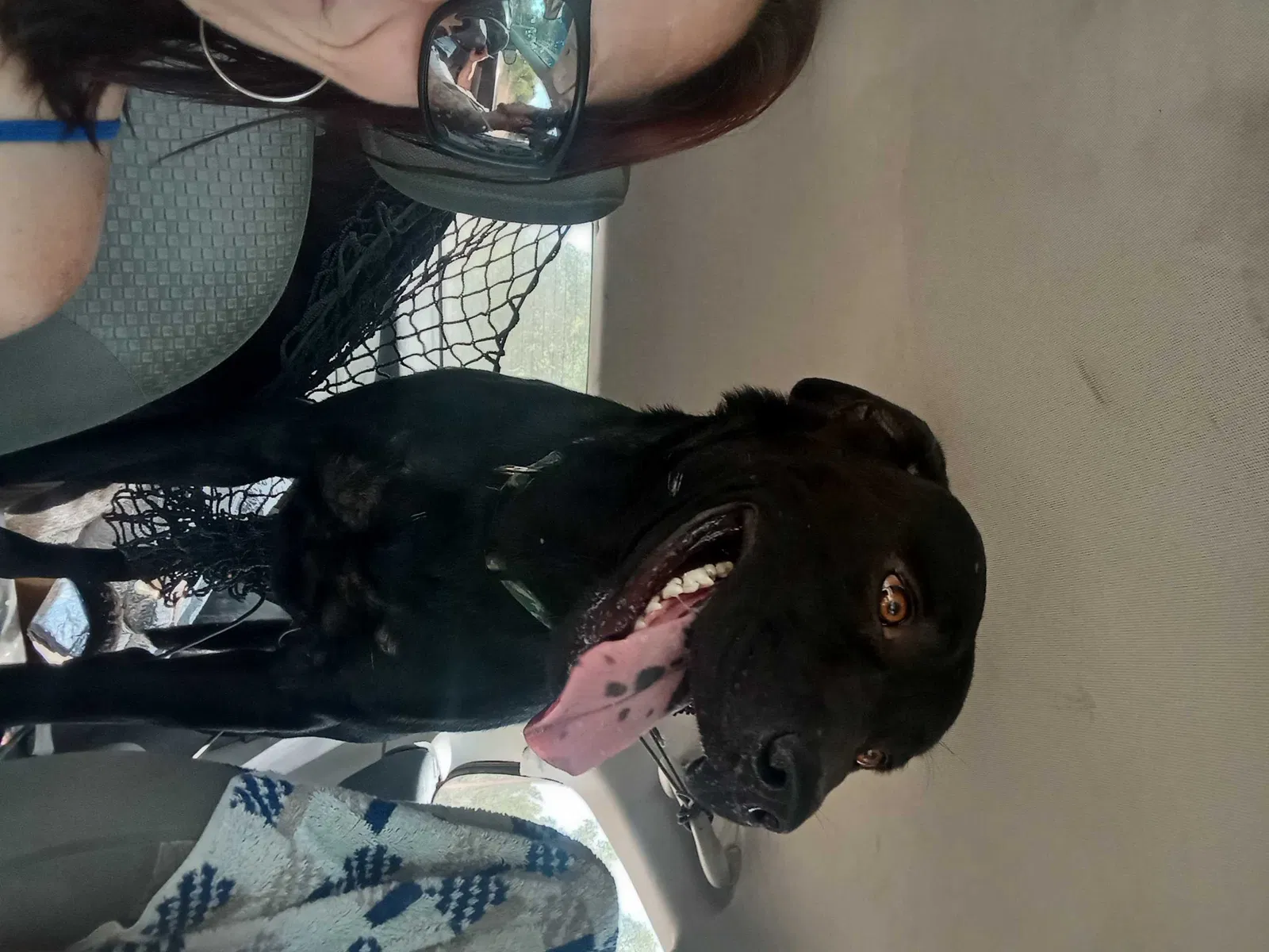 Lost dog in Kyle, TX, 78640