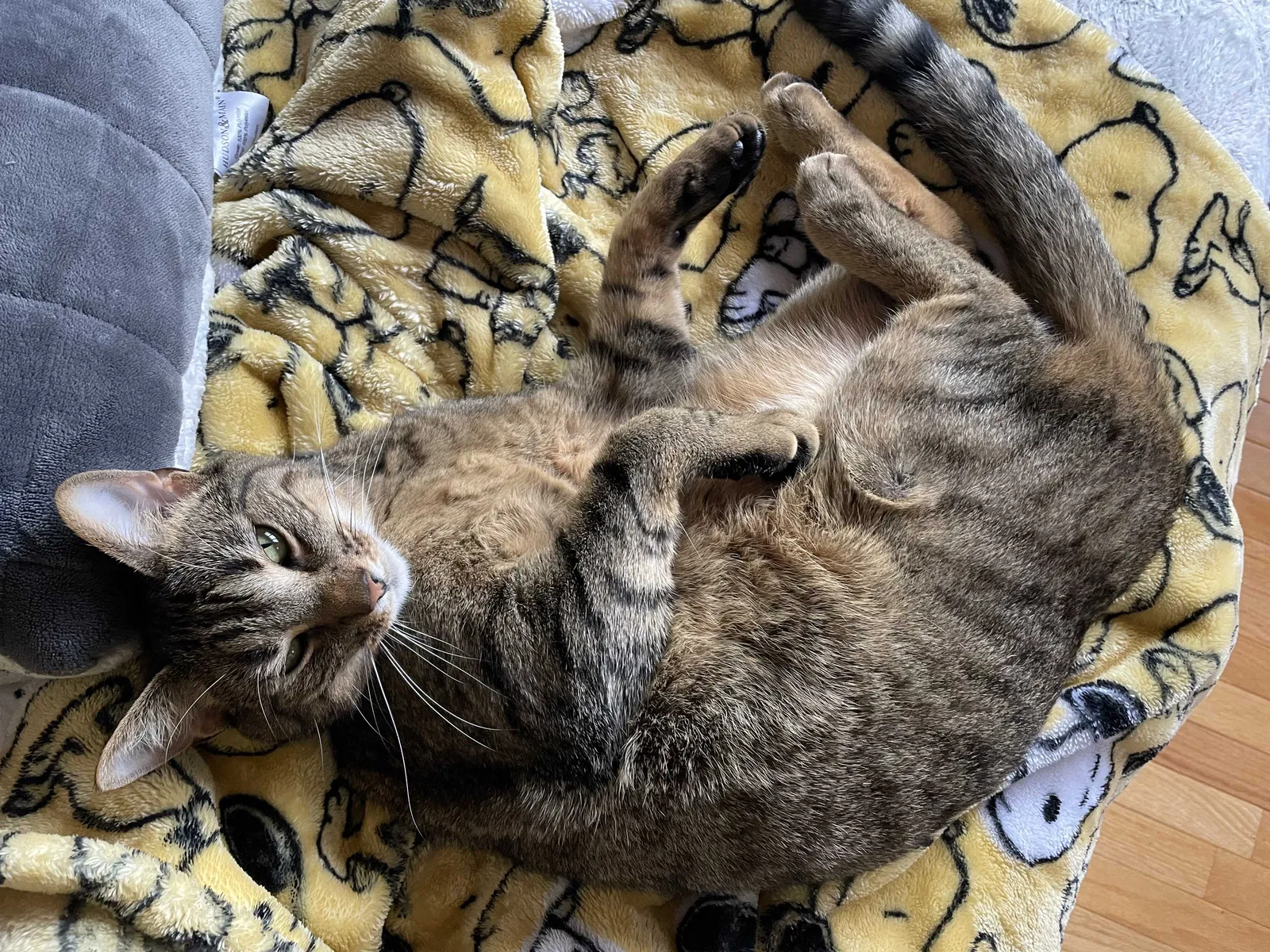 Lost cat in Homer Glen, IL, 60491