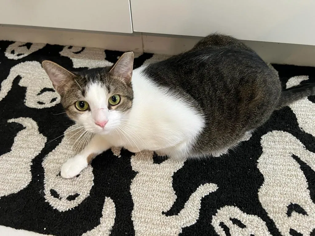 Lost cat in Miami, FL, 33177