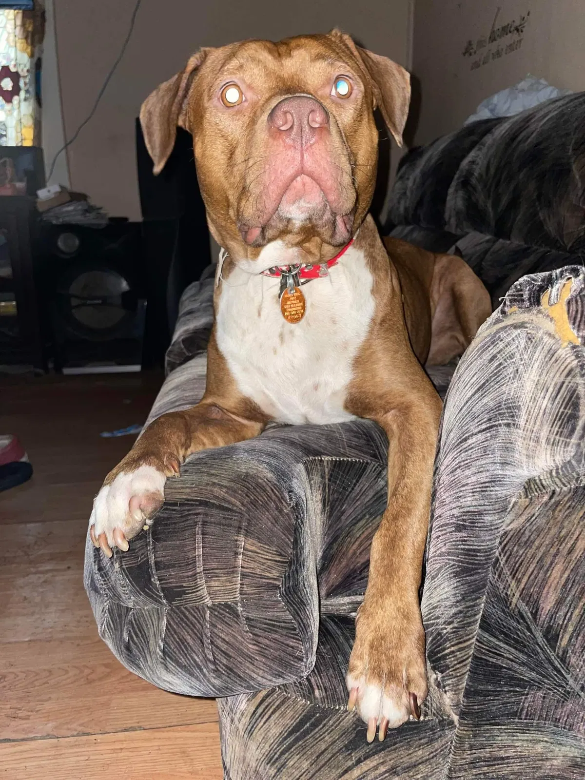 Lost dog in Dalton, GA, 30720