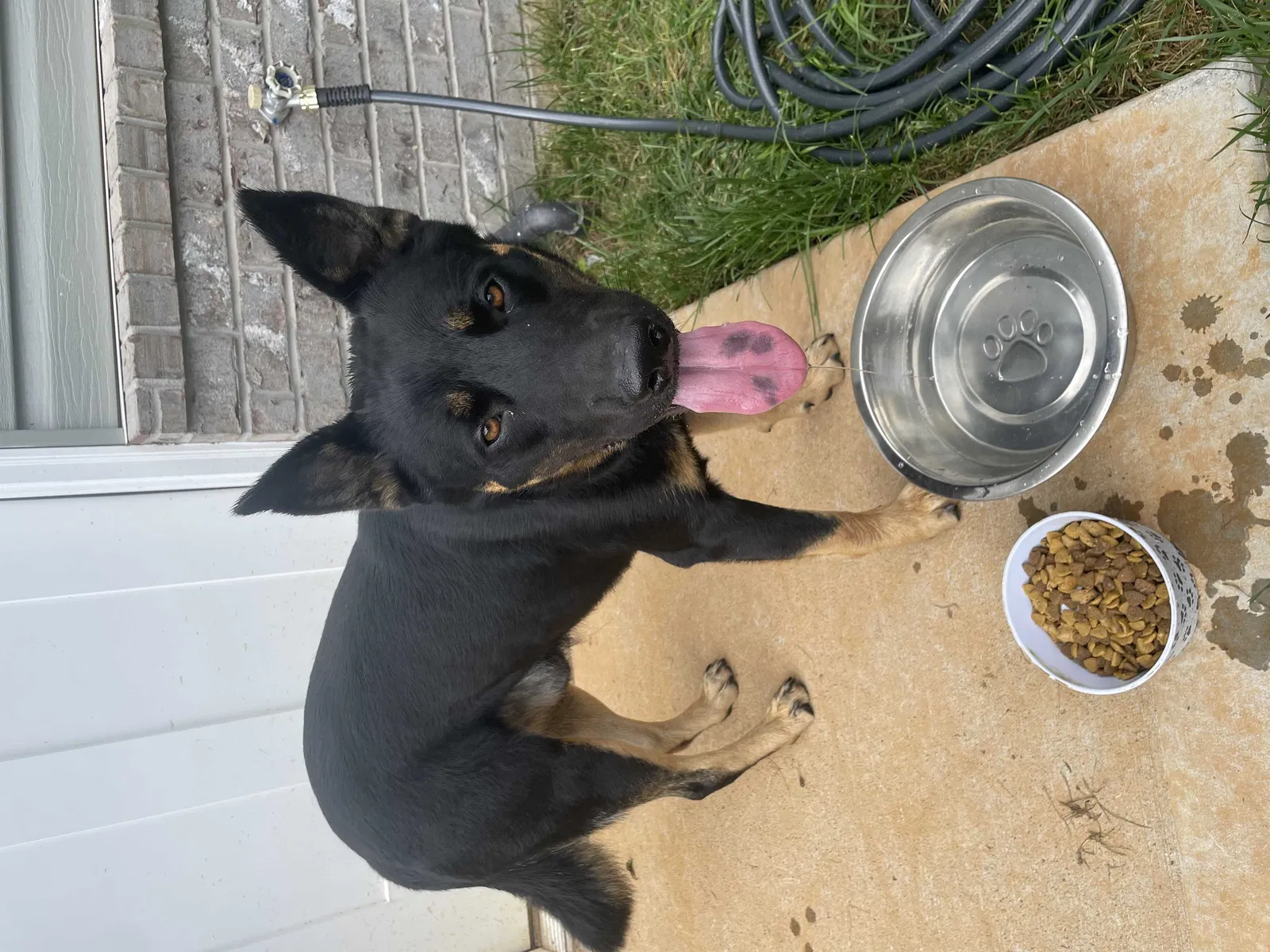 Found dog in Knoxville, TN, 37931
