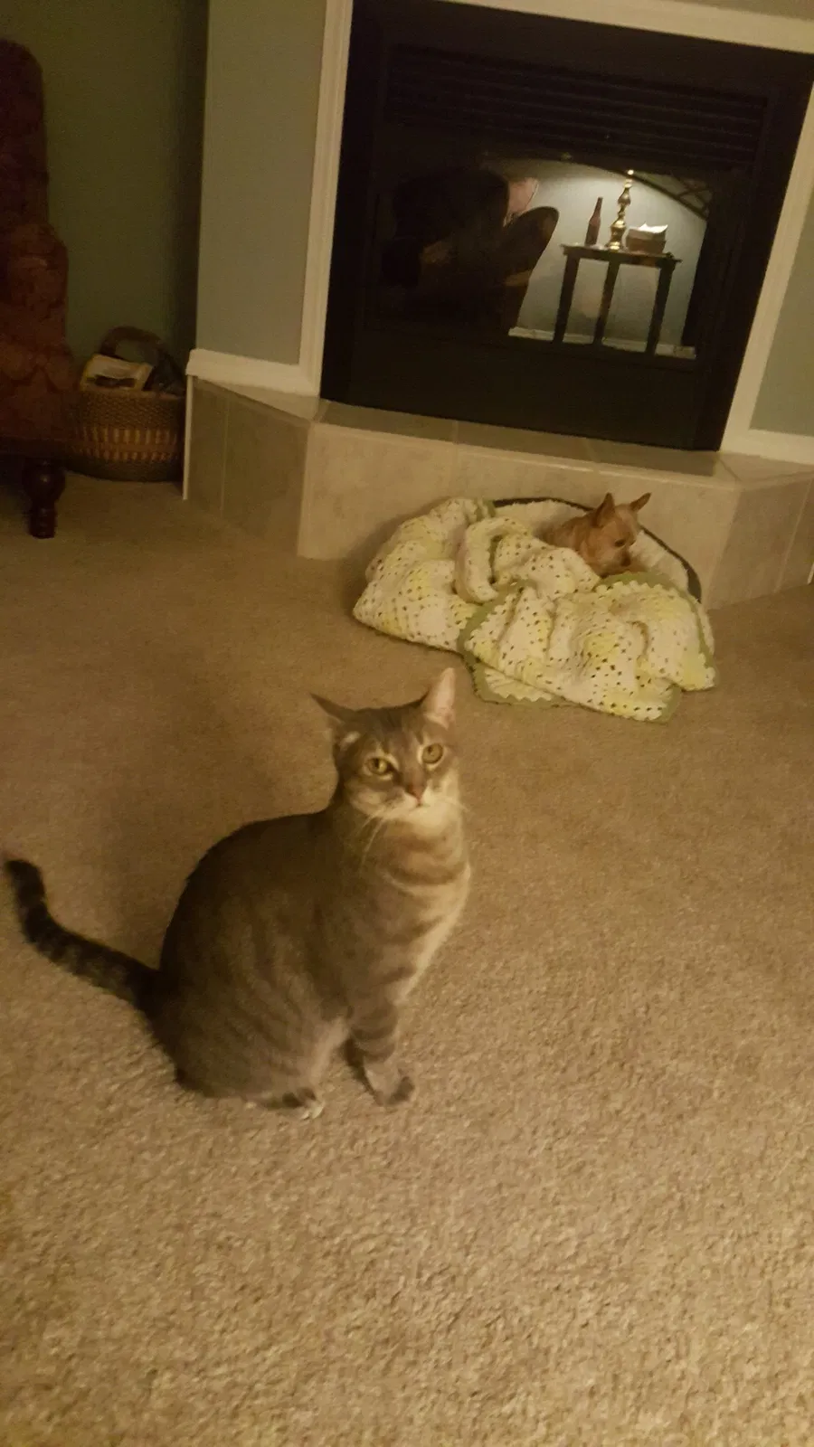 Lost cat in Springfield, MO, 65804