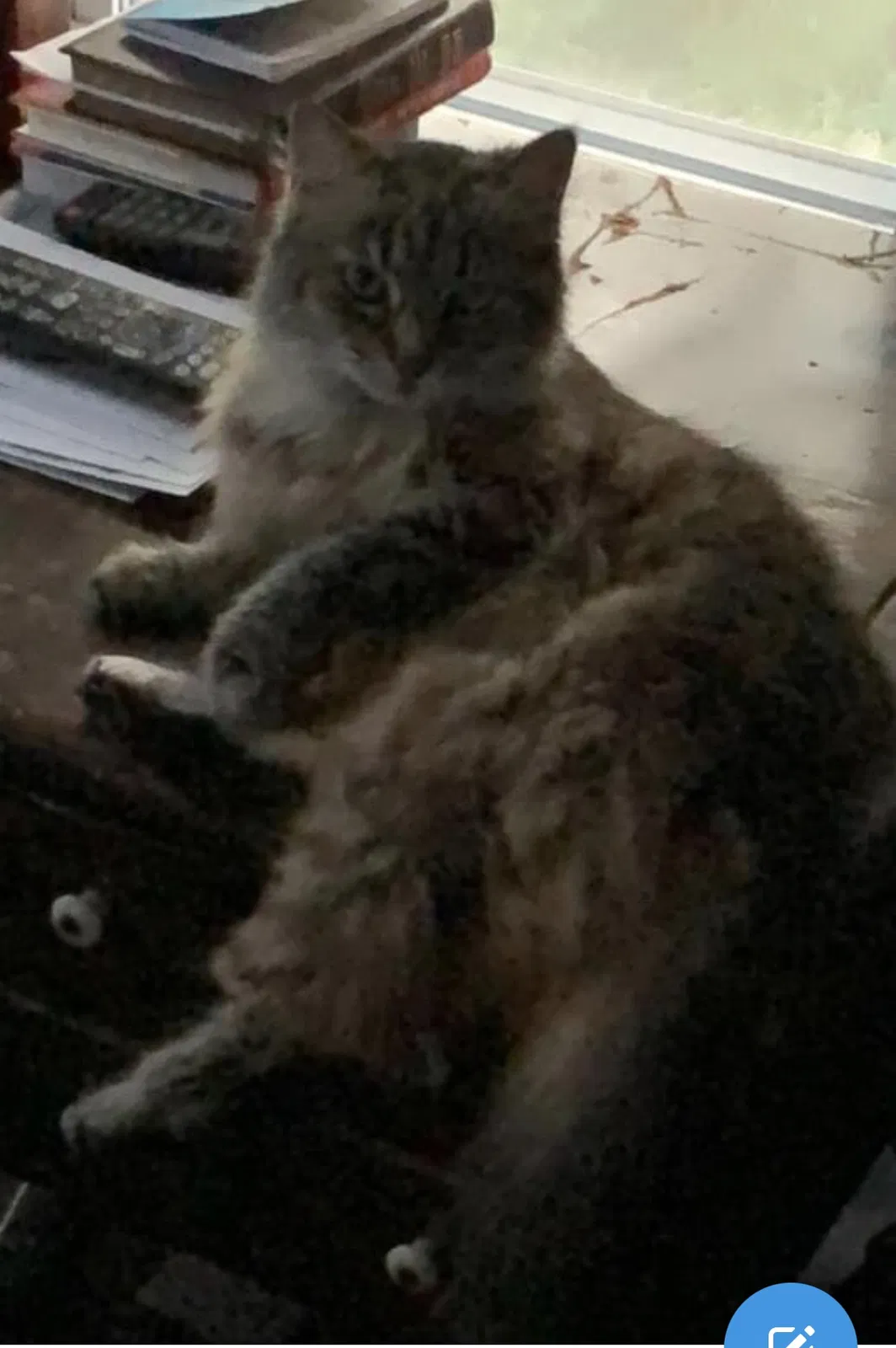 Lost cat in Whitestown, IN, 46075