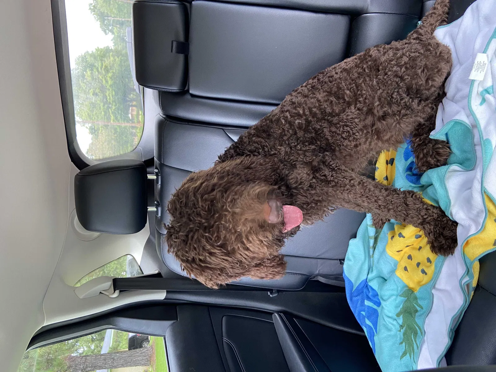 Found dog in Macon, GA, 31210