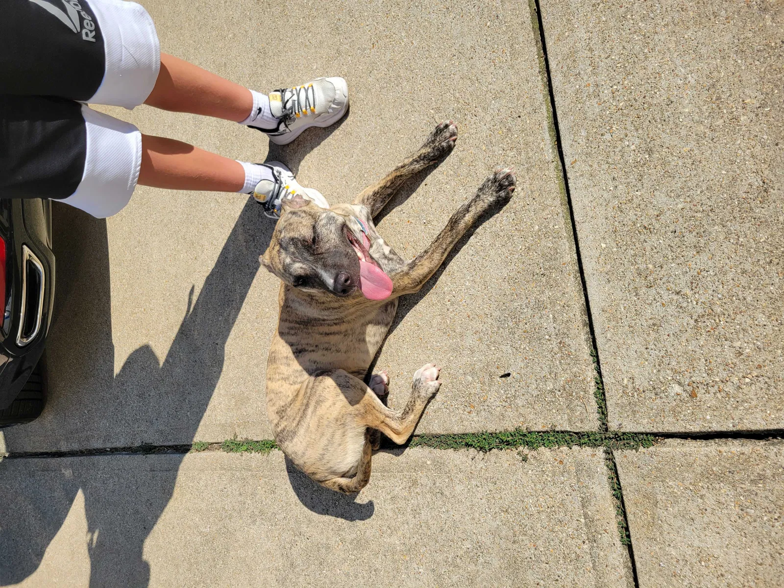 Found dog in Hillsboro, MO, 63050