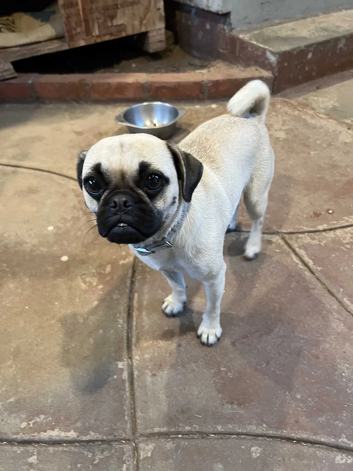 Found dog in National City, CA, 91950