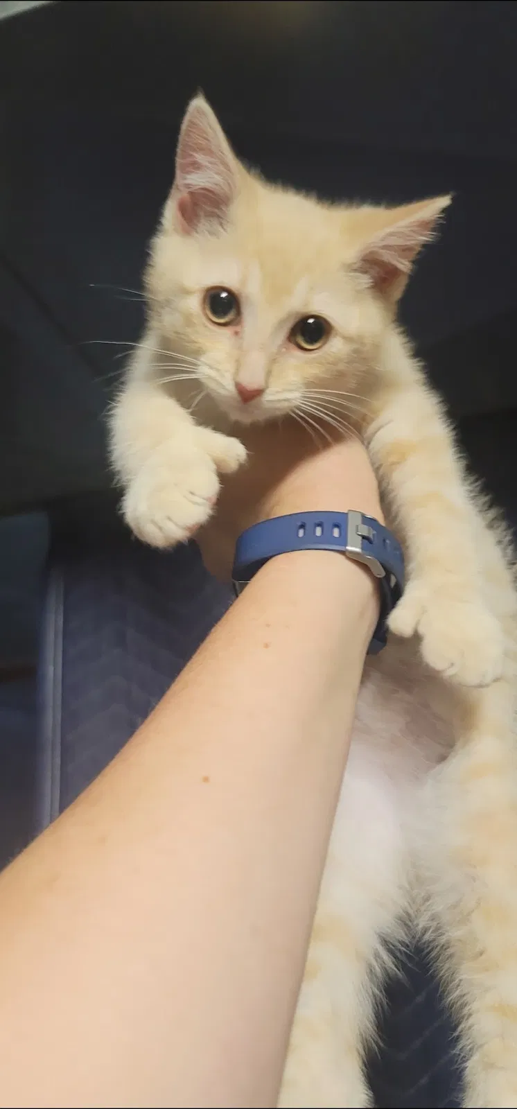 Lost cat in Newark, DE, 19713