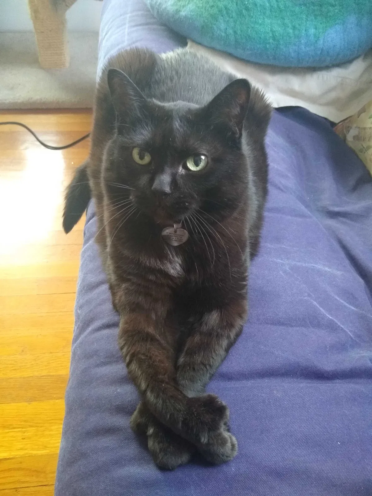 Lost cat in Portland, OR, 97213