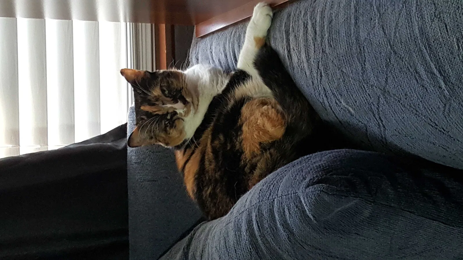 Lost cat in Arlington, TX, 76002