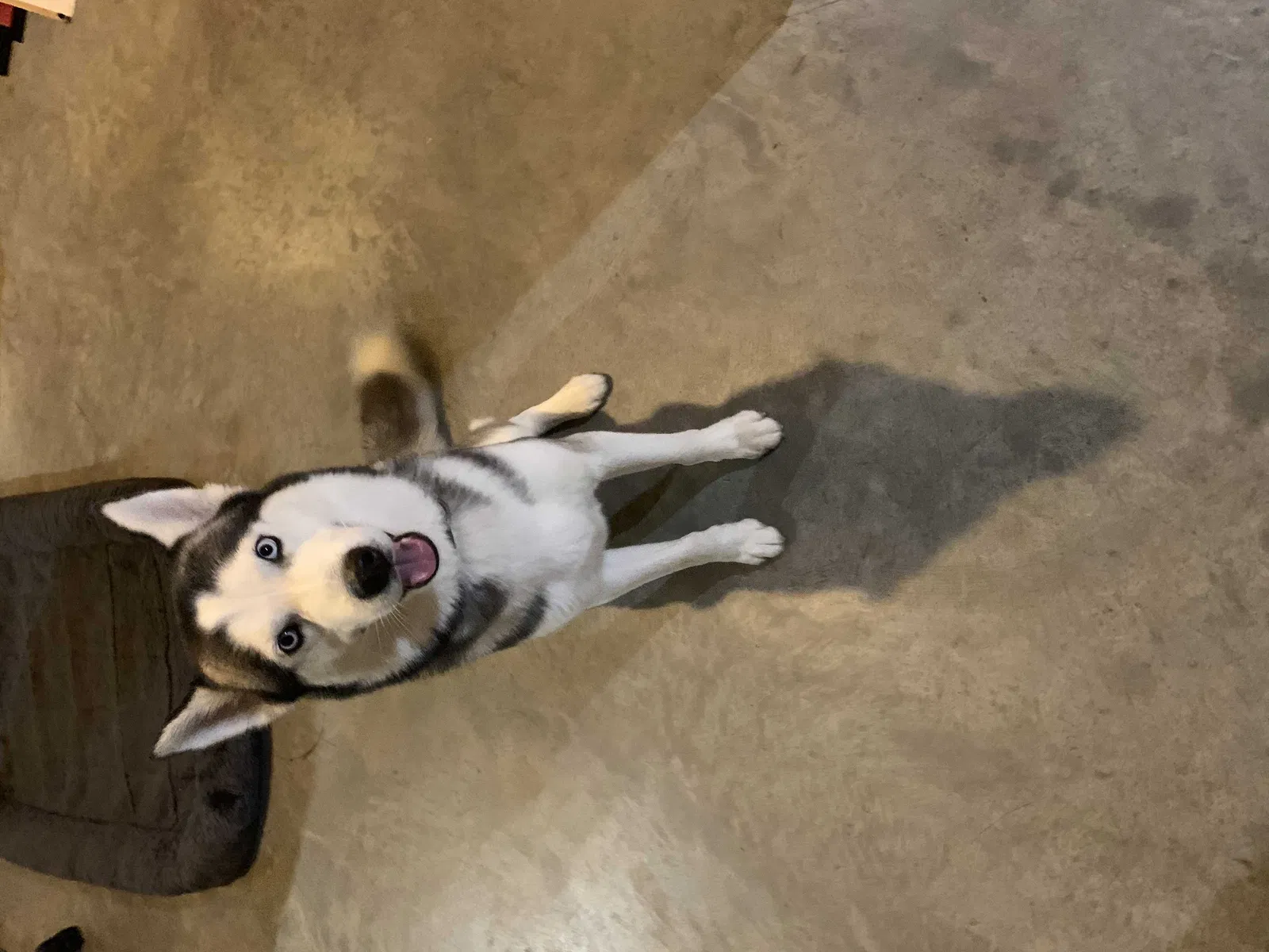 Found dog in Upper Marlboro, MD, 20772