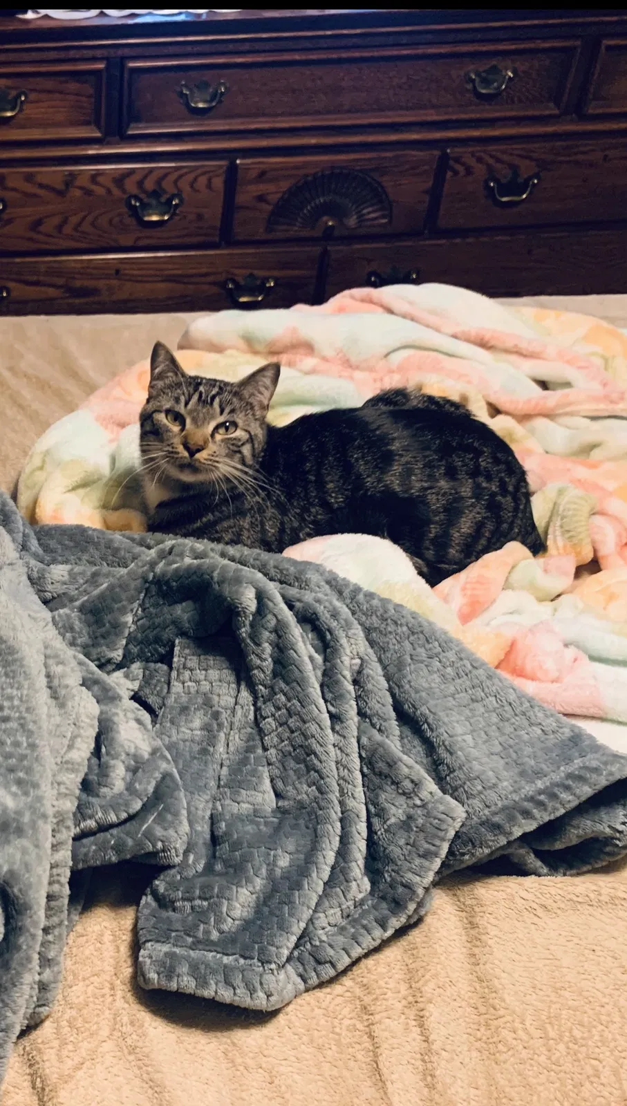Lost cat in Johnston, RI, 2919