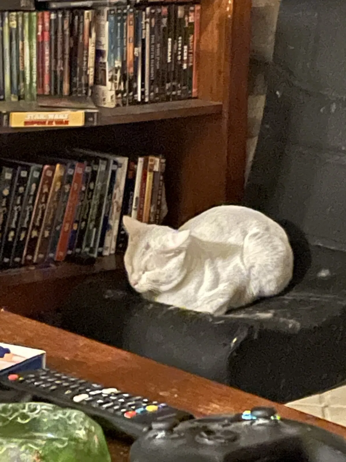 Lost cat in Albuquerque, NM, 87114