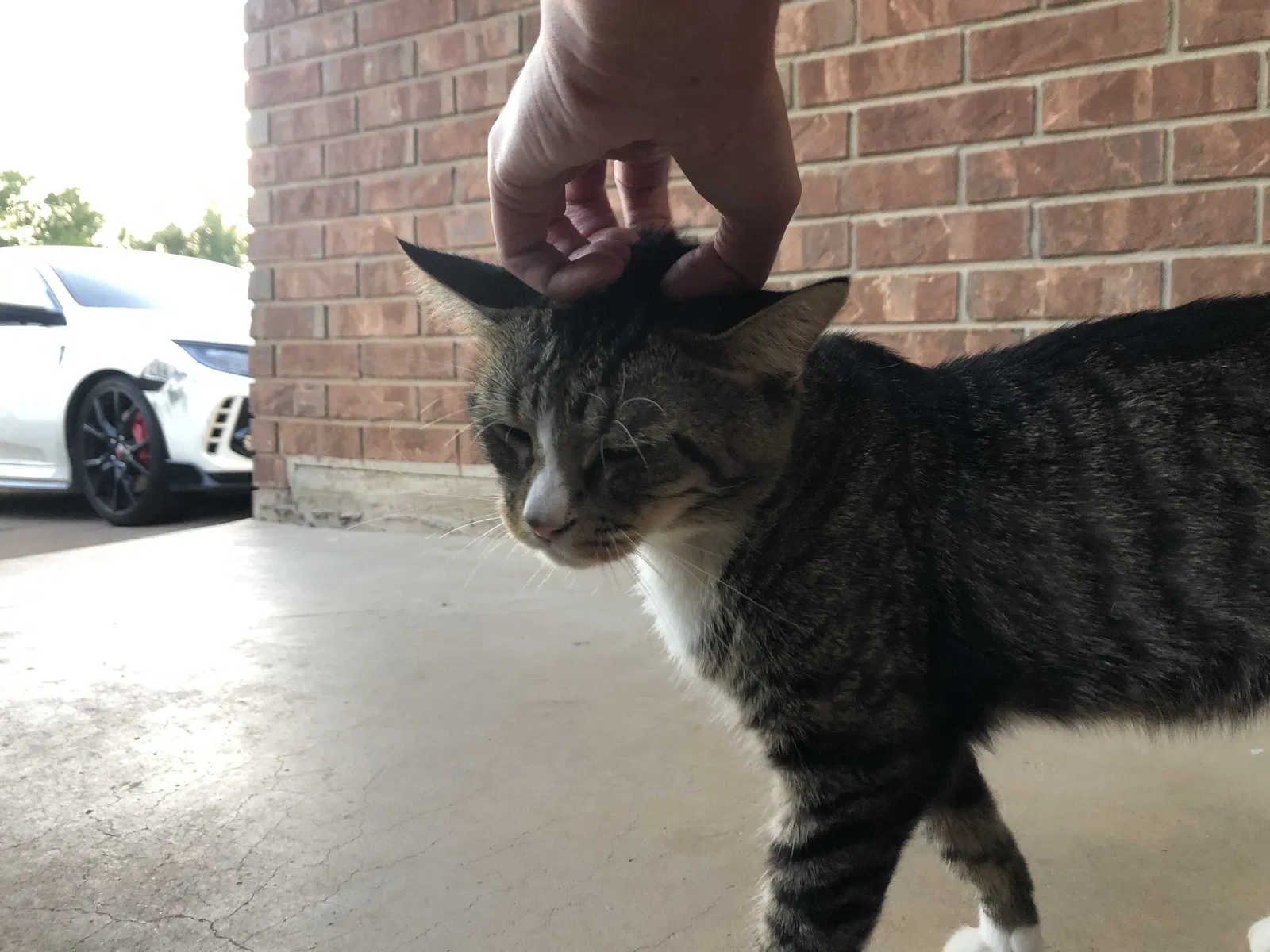 Lost cat in Oklahoma City, OK, 73160