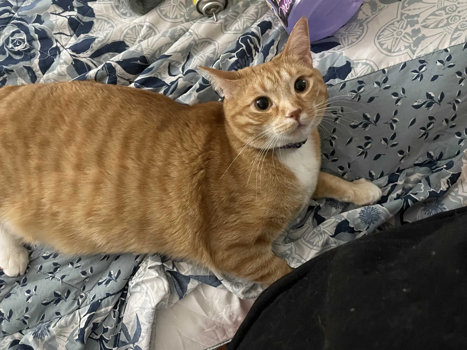 Lost cat in Las Vegas, NV, 89119