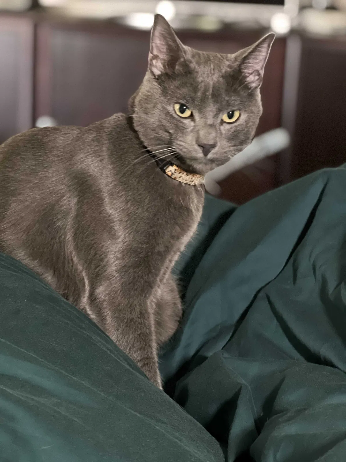 Lost cat in Beaverton, OR, 97007