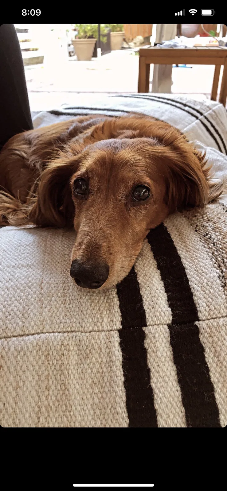 Lost dog in Encinitas, CA, 92024