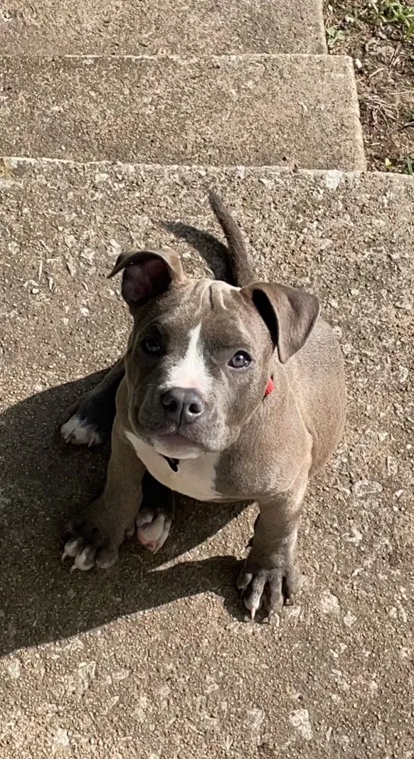 Lost dog in Tulsa, OK, 74115