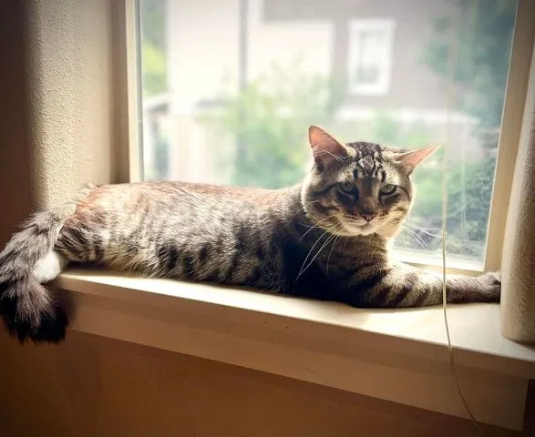 Lost cat in Hillsboro, OR, 97124