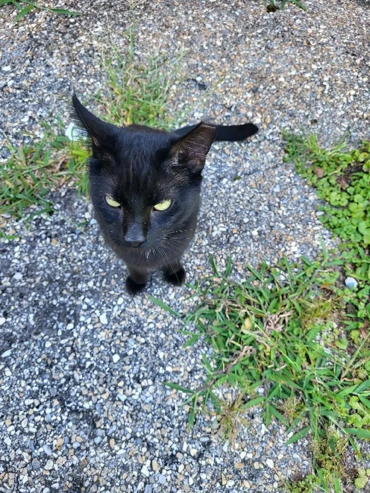 Found cat in Lansdowne, PA, 19050