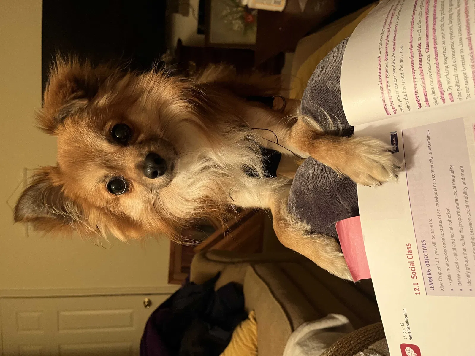 Lost dog in Bethpage, TN, 37022