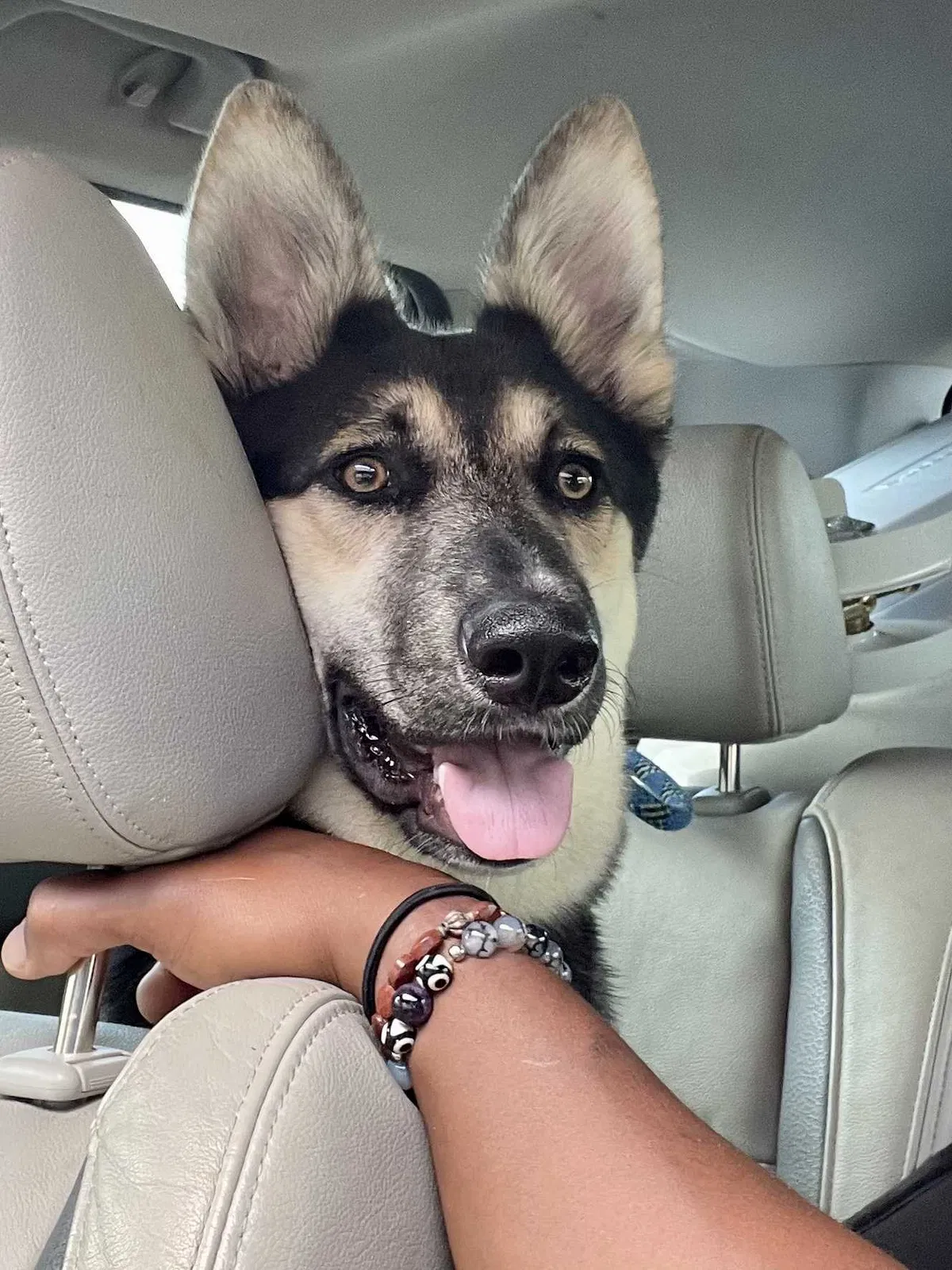 Lost dog in Tacoma, WA, 98404