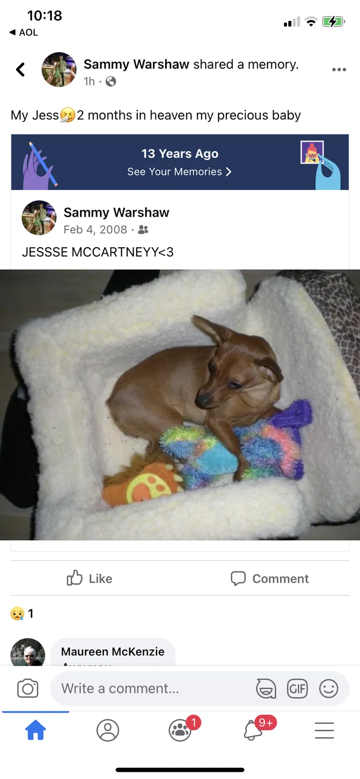 Lost dog in Tucson, AZ, 85718