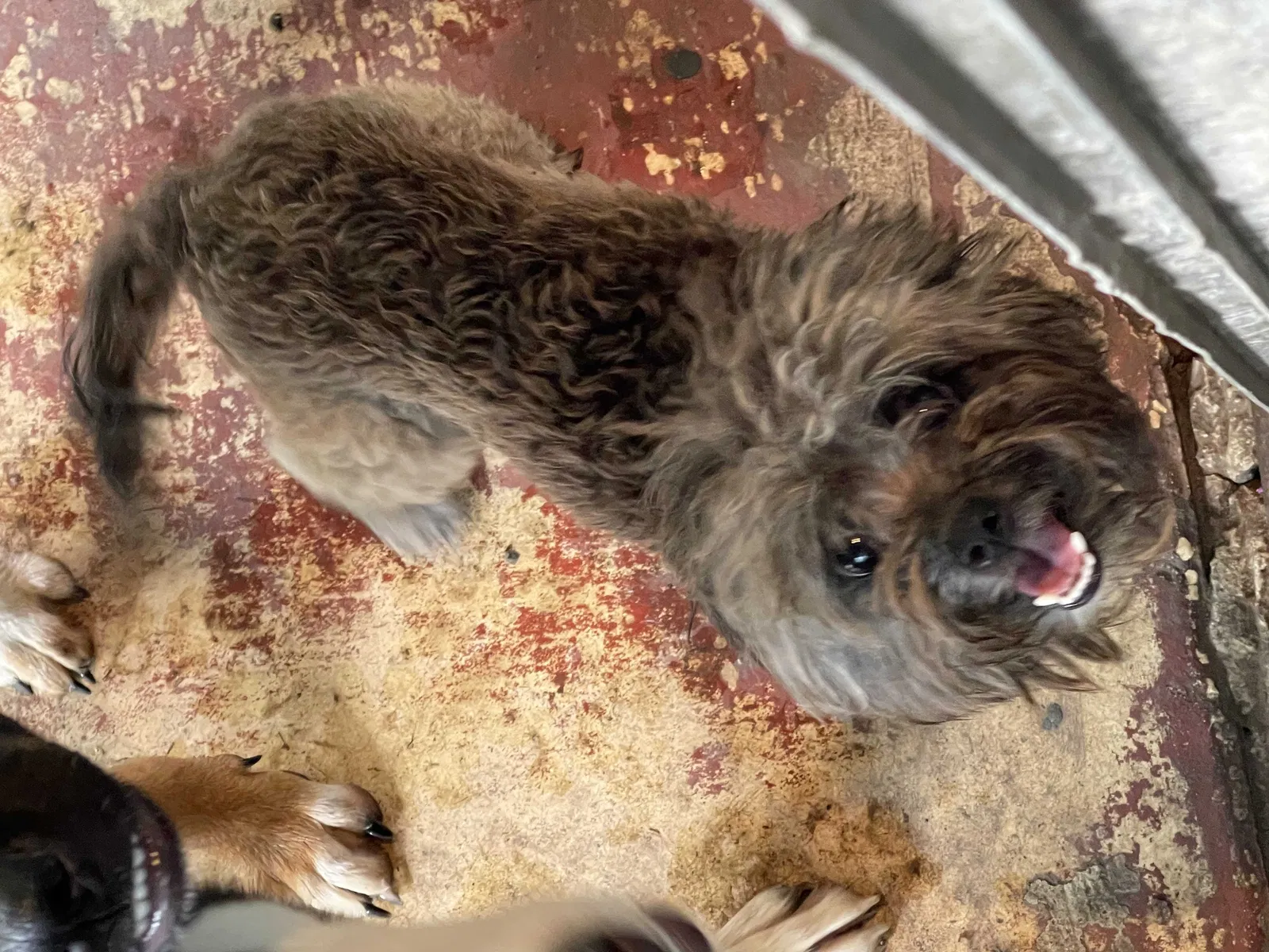 Lost dog in Converse, TX, 78109