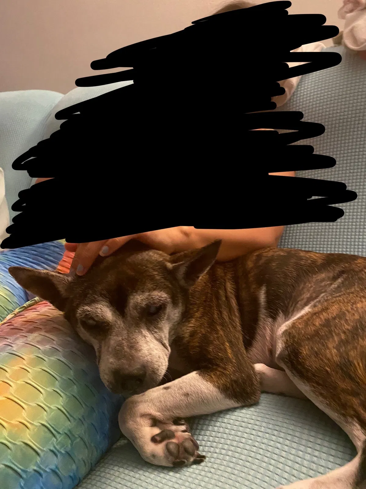 Lost dog in Victorville, CA, 92395