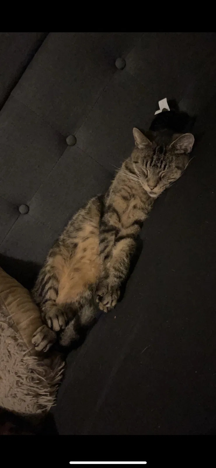 Lost cat in Indianapolis, IN, 46227
