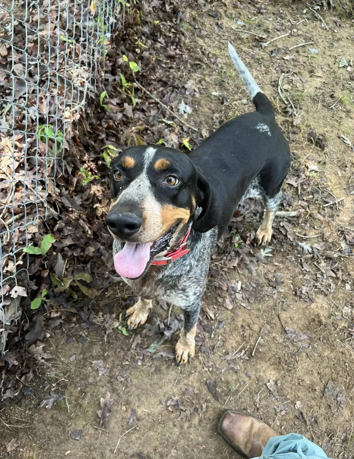 Lost dog in Colfax, NC, 27235
