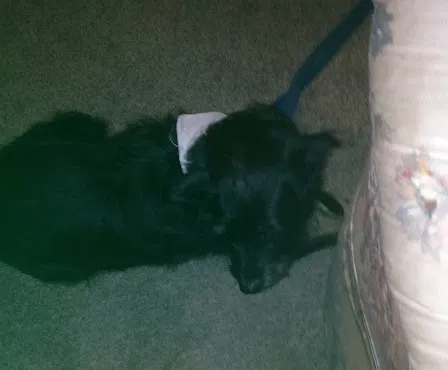 Lost dog in Kannapolis, NC, 28083