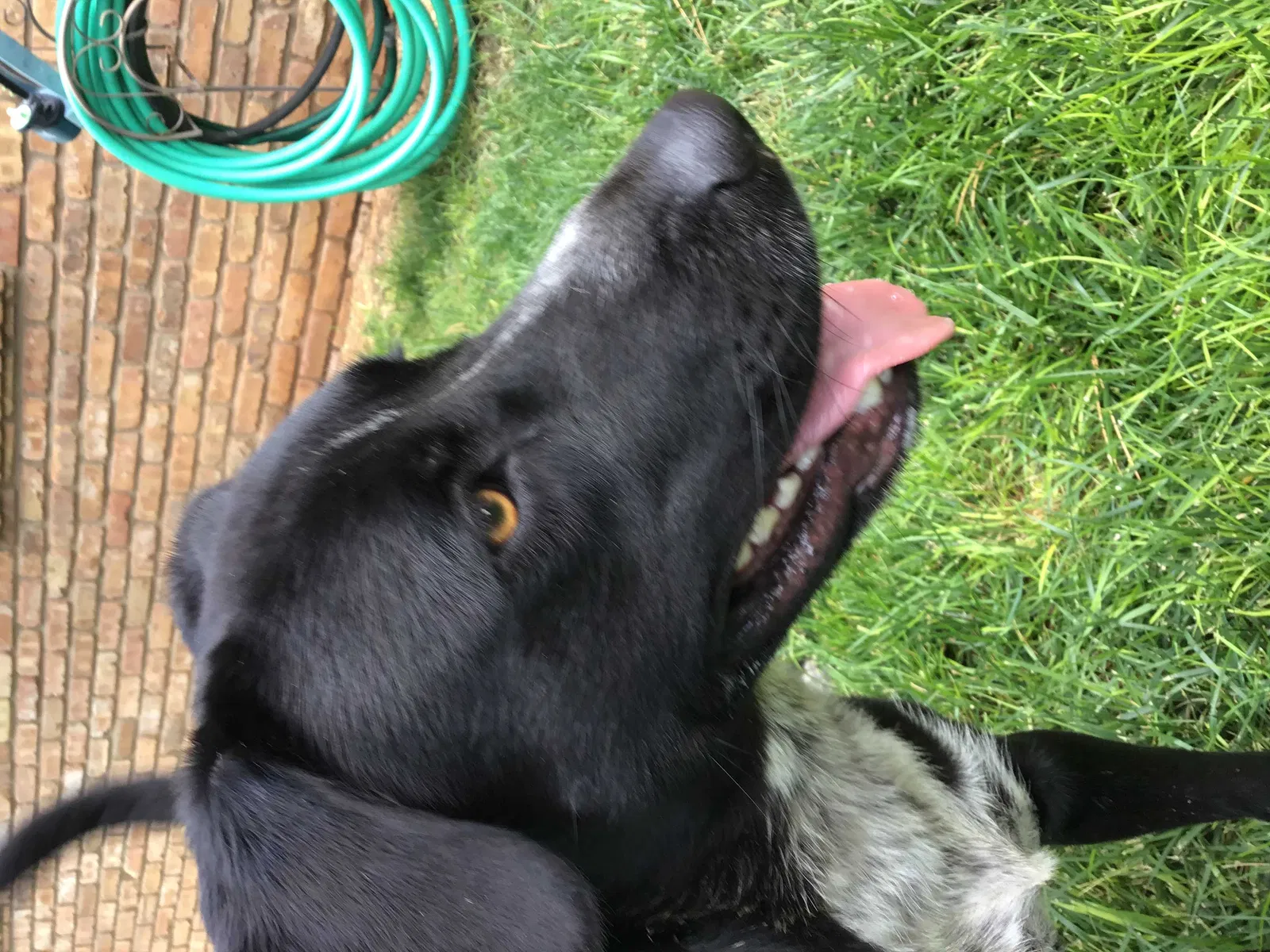 Found dog in Clovis, NM, 88101