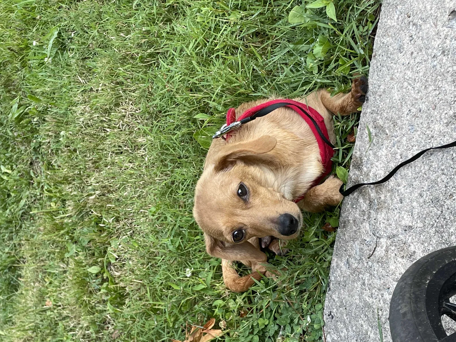 Lost dog in Morristown, NJ, 7960