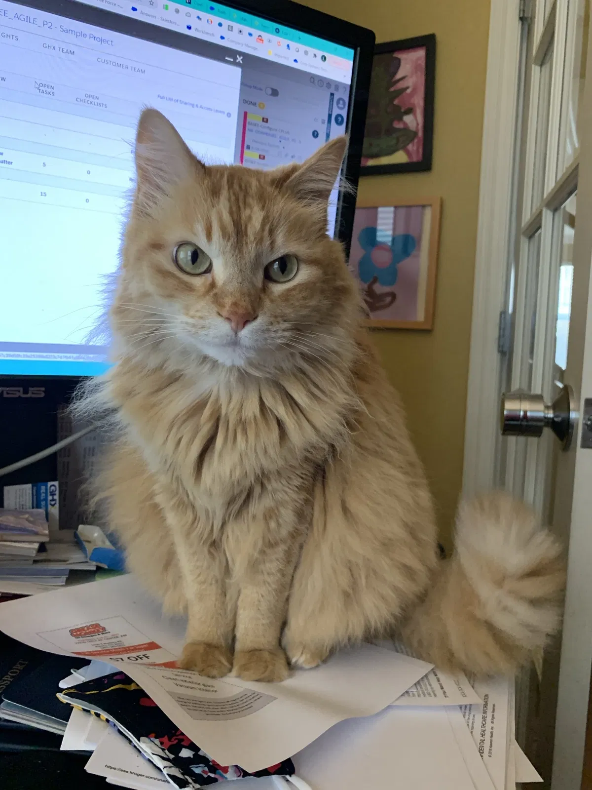 Lost cat in Aurora, CO, 80017