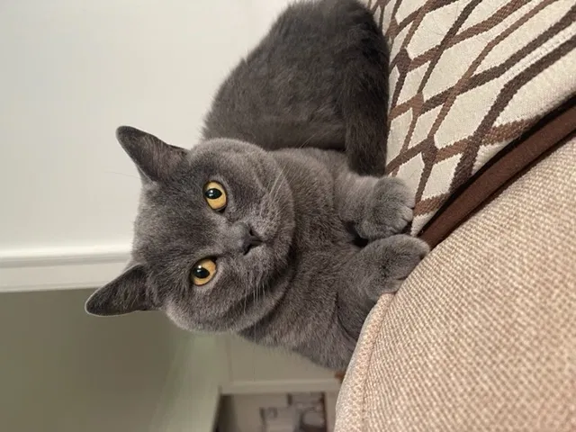 Lost cat in Chicago, IL, 60640