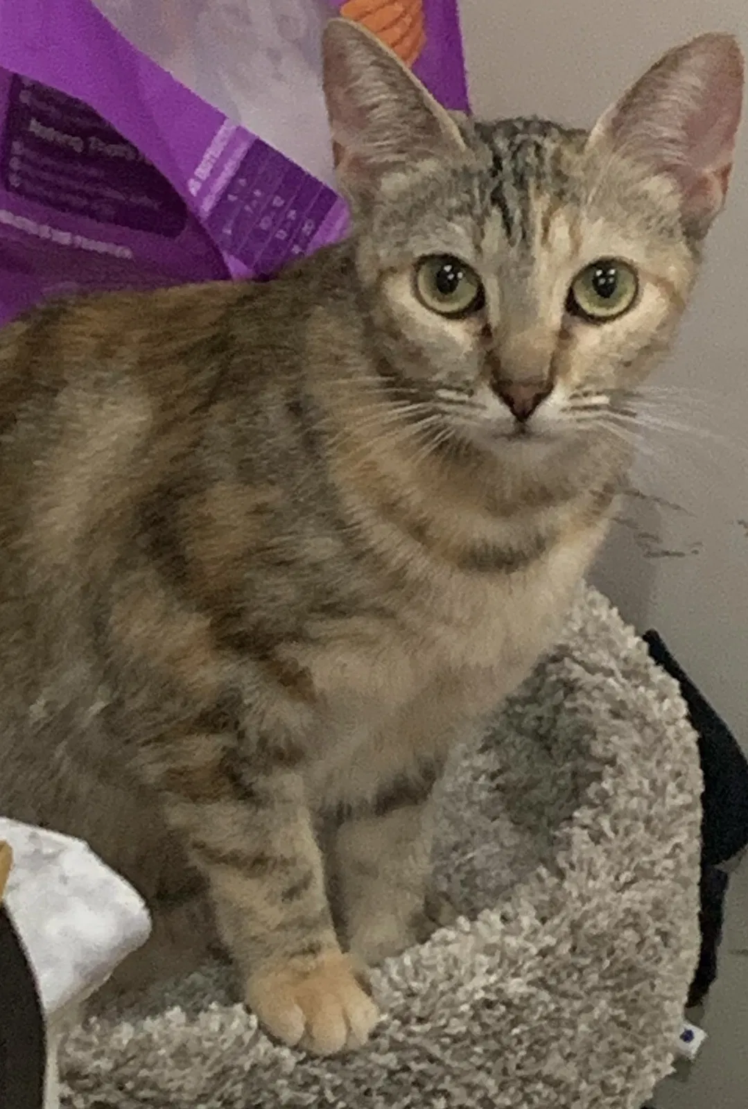 Lost cat in Edinburg, TX, 78539
